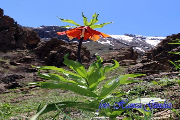 ters lale (16)