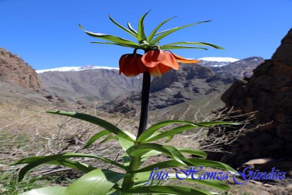 ters lale (15)