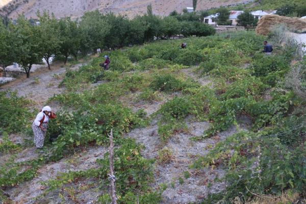 üzüm bağı (1)
