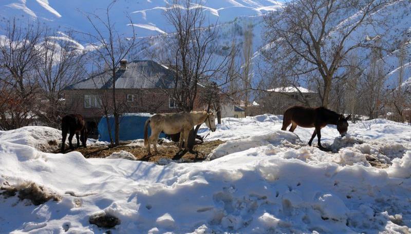 atlar (2)