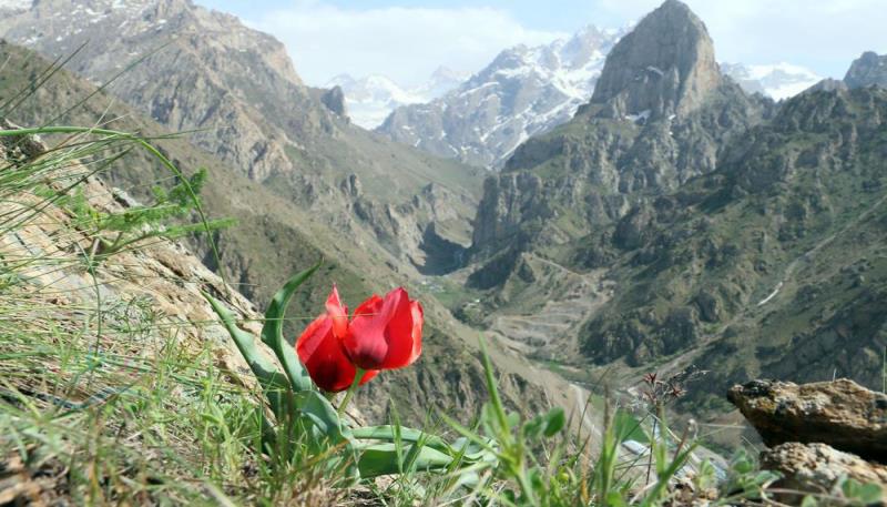 hkr-03-05-2017-ters-laleler-yeserdi (18) kopyala