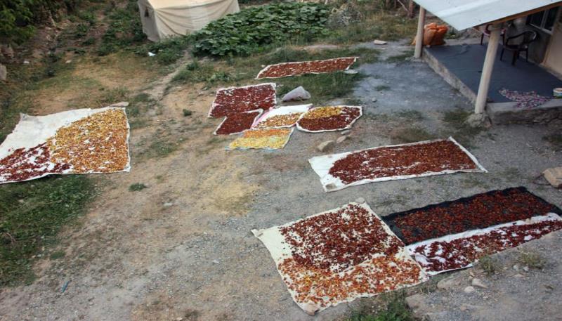 elma hasadı (3)