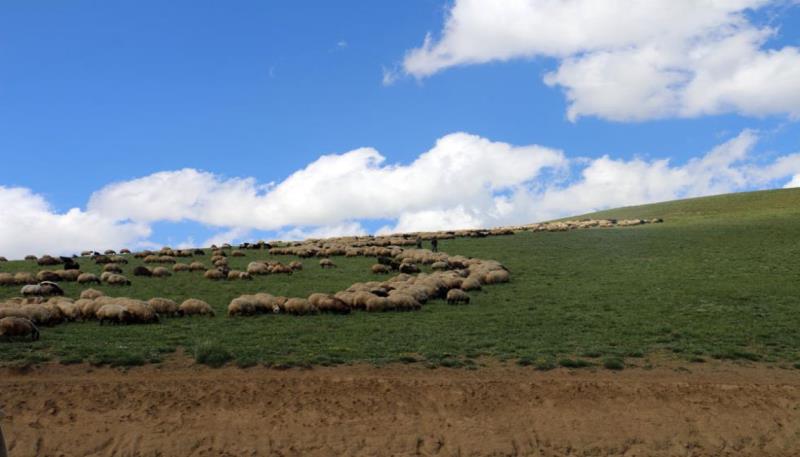 Nebirnav Yaylası (26)