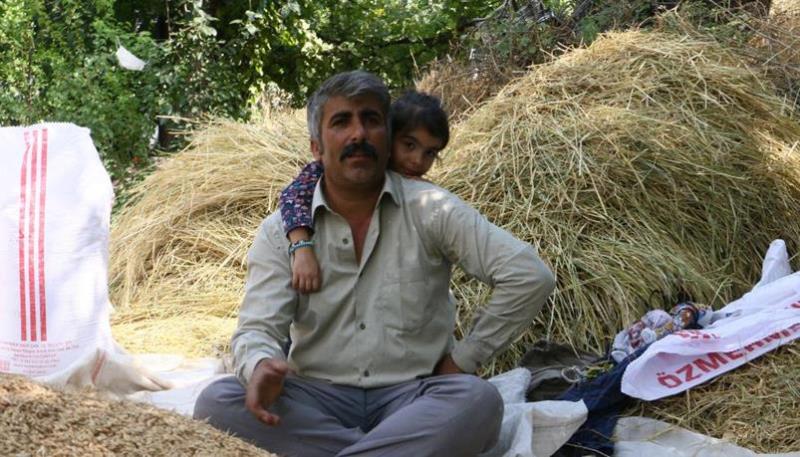 Narlı köyü pirinç hasadı (4)