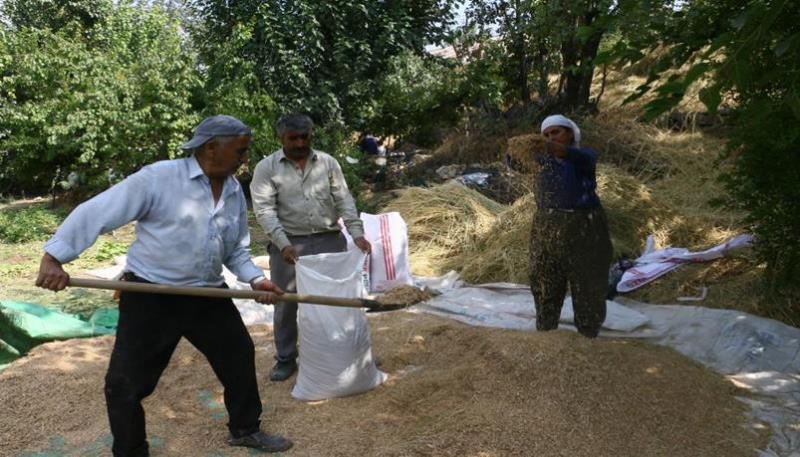 Narlı köyü pirinç hasadı (7)