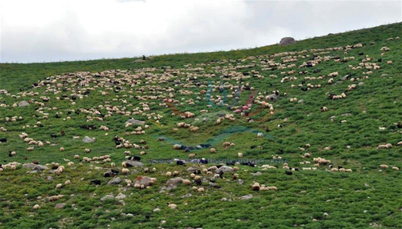 berçelan yaylası (5)