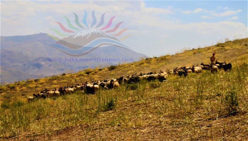 mergereş yaylası (3)