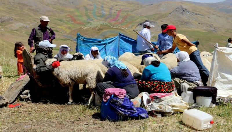 süt sağma (3)