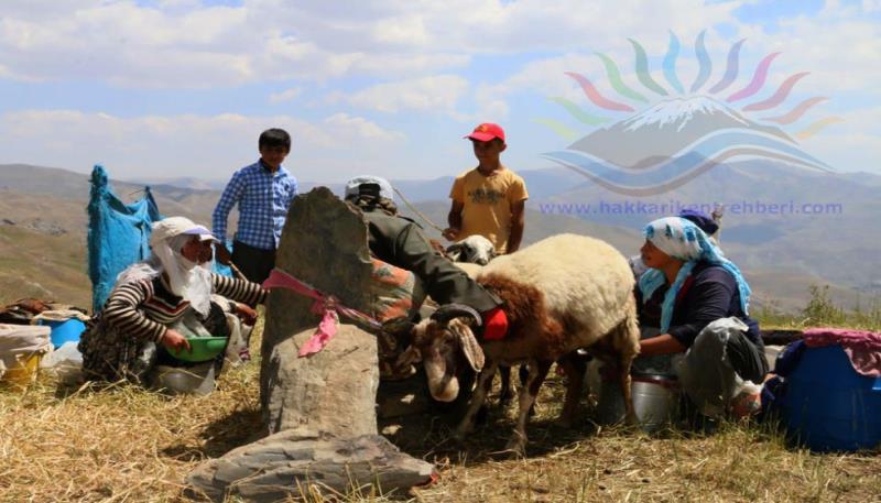 süt sağma (1)