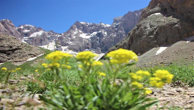 cehennem vadisi çiçekleri (2)