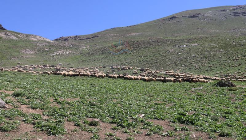 Berivanlar  (4)