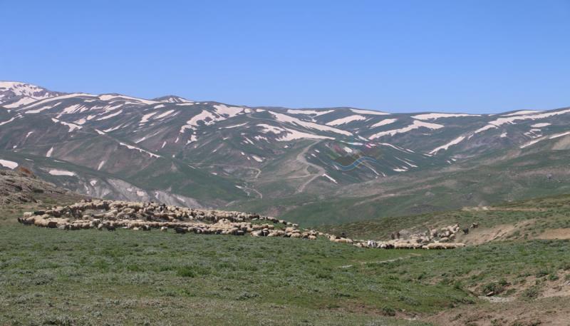 Berivanlar  (13)