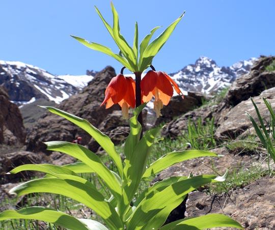 Terslale (Ağlayan Gelin) / Gulnixwîn ( Şilêr )