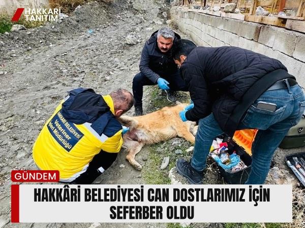 Hakkâri Belediyesi Can Dostlarımız İçin Seferber Oldu