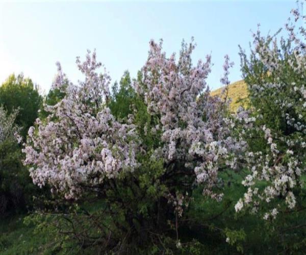 elma ağaçları (1)