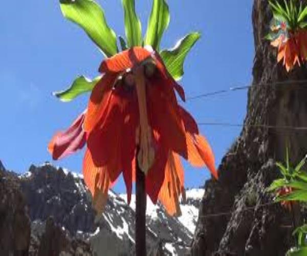 Hakkari Ters Lale Diyarı Kırıkdağ Köyü Oledirî Vadisi